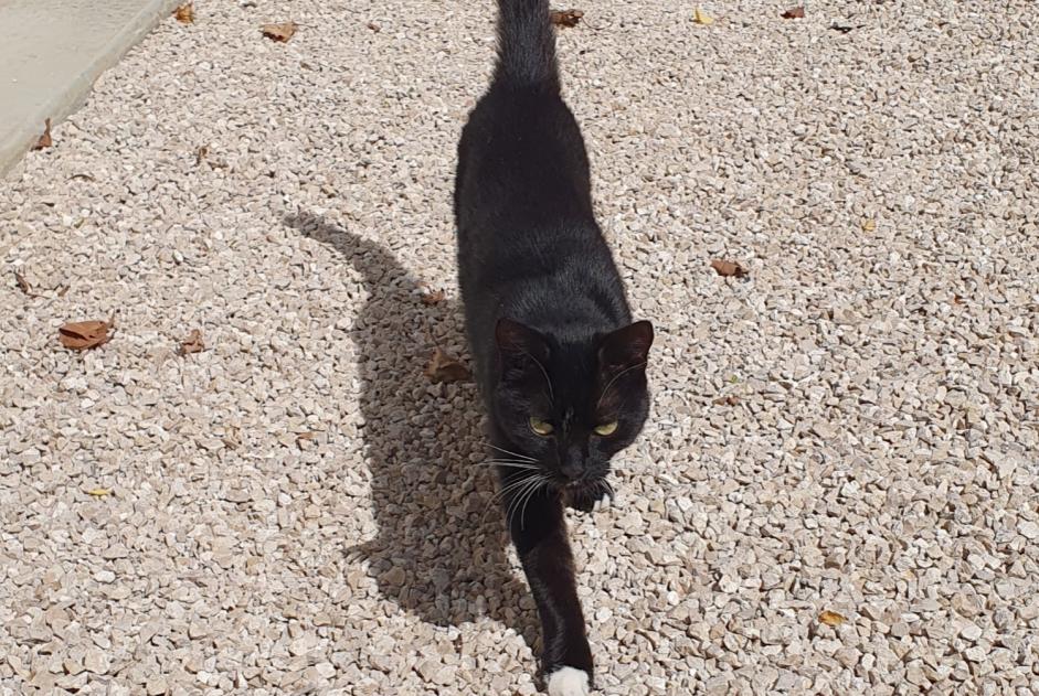 Fundmeldung Katze Weiblich , Zwischen 7 und 9 Monaten Sainte-Gemmes-sur-Loire Frankreich