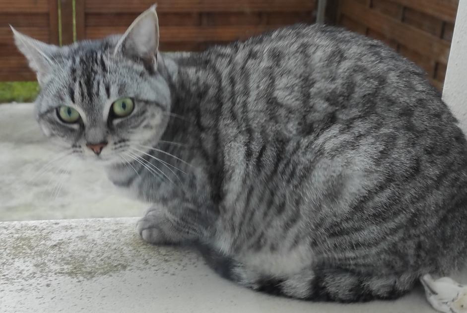 Vermisstmeldung Katze  Weiblich , 2 jahre Chemillé-en-Anjou Frankreich
