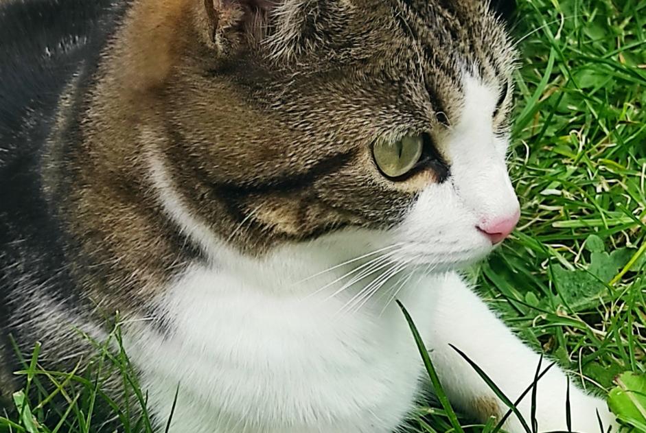 Vermisstmeldung Katze rassenmischung Weiblich , 1 jahre Angers Frankreich