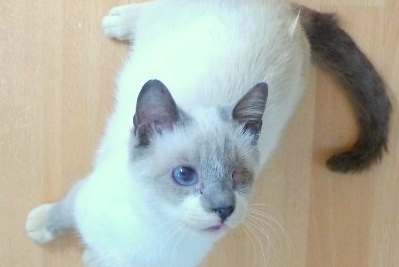 Vermisstmeldung Katze rassenmischung Weiblich , 5 jahre Montrevault-sur-Èvre Frankreich
