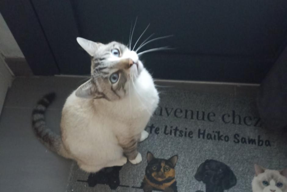 Vermisstmeldung Katze Männliche , 4 jahre Sèvremoine Frankreich Vermisstmeldung Katze Männliche , 4 jahre Sèvremoine Frankreich