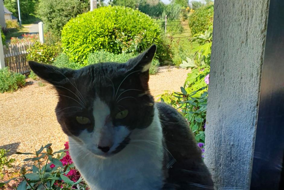 Discovery alert Cat Male Feneu France