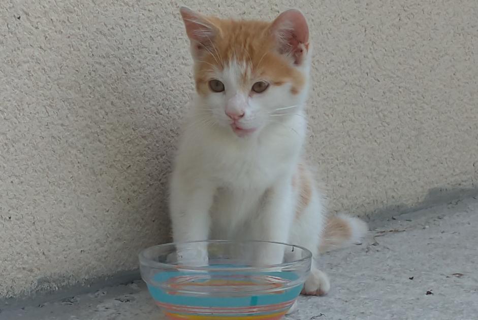 Discovery alert Cat Male , Between 1 and 3 months Brossay France
