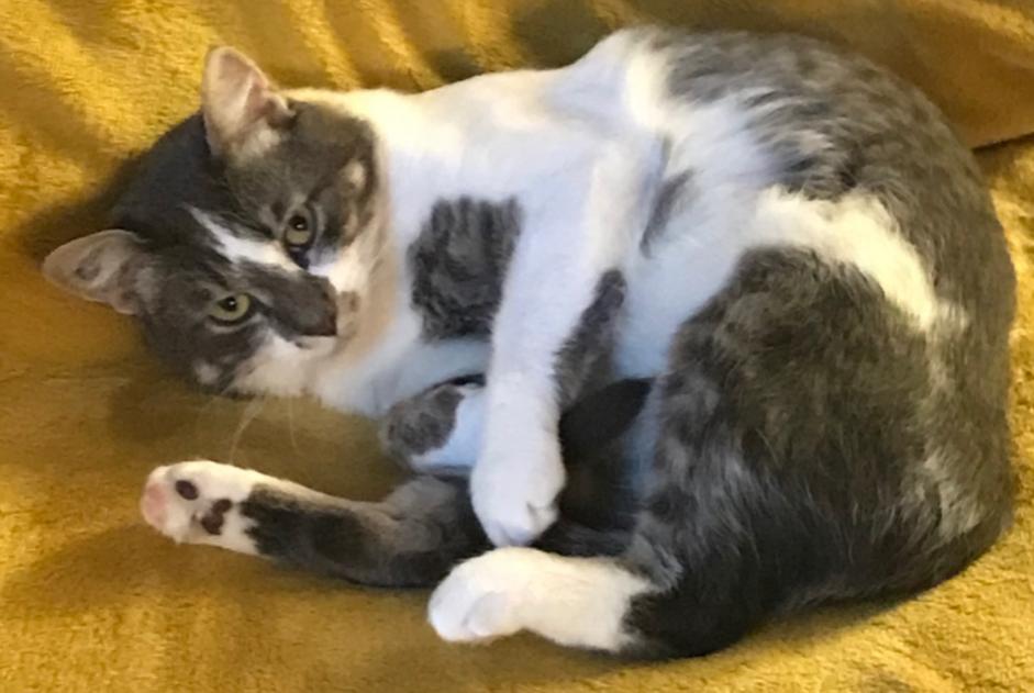 Disappearance alert Cat Male , 6 years Verrières-en-Anjou France