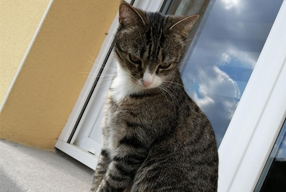 Disappearance alert Cat Male , 6 years Beaupréau France