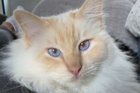 Disappearance alert Cat  Male , 8 years Saint-Léger-des-Bois France