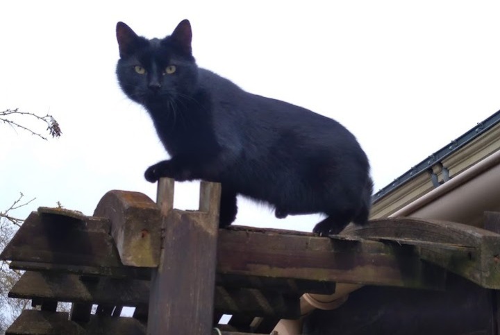 Disappearance alert Cat Female , 3 years Doué-en-Anjou France