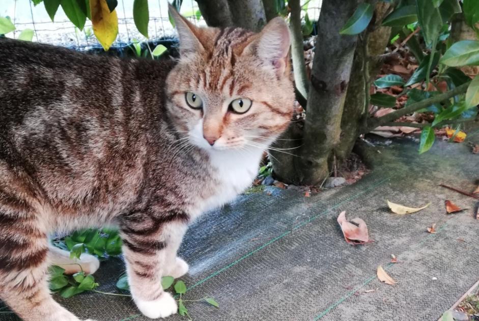 Disappearance alert Cat Female , 8 years Verrières-en-Anjou France