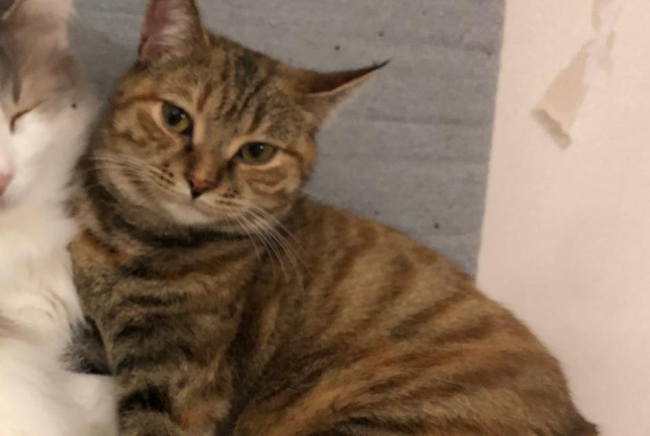 Disappearance alert Cat Female , 3 years Angers France