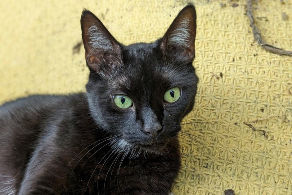 Disappearance alert Cat Male , 6 years Feneu France