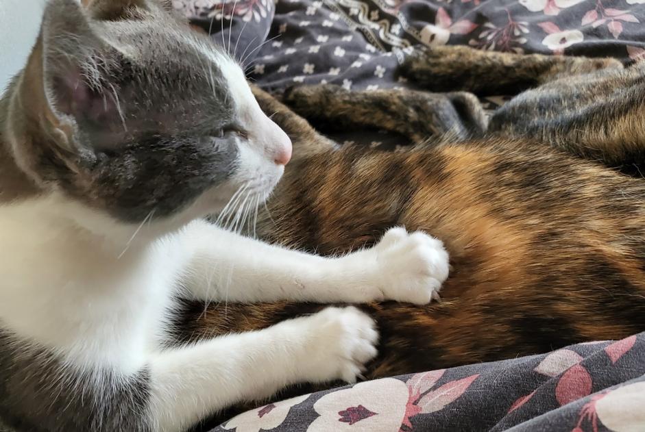 Alerta de Desaparición Gato cruce Macho , 2 años Erdre-en-Anjou Francia