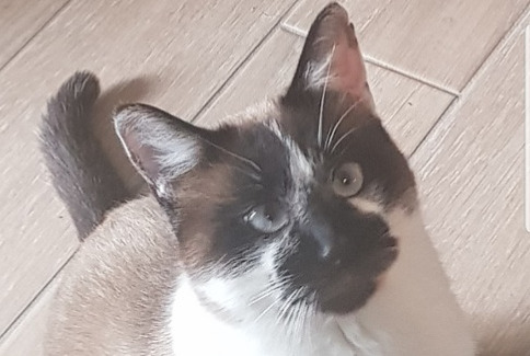 Alerta de Desaparición Gato Macho , 3 años Cantenay-Épinard Francia Alerta de Desaparición Gato Macho , 3 años Cantenay-Épinard Francia