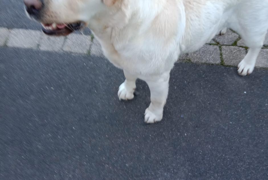 Alerta de Hallazgo Perro cruce Hembra Trémentines Francia