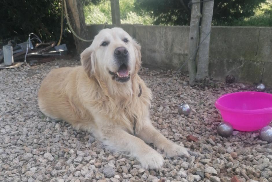Alerta de Hallazgo Perro  Macho Saumur Francia