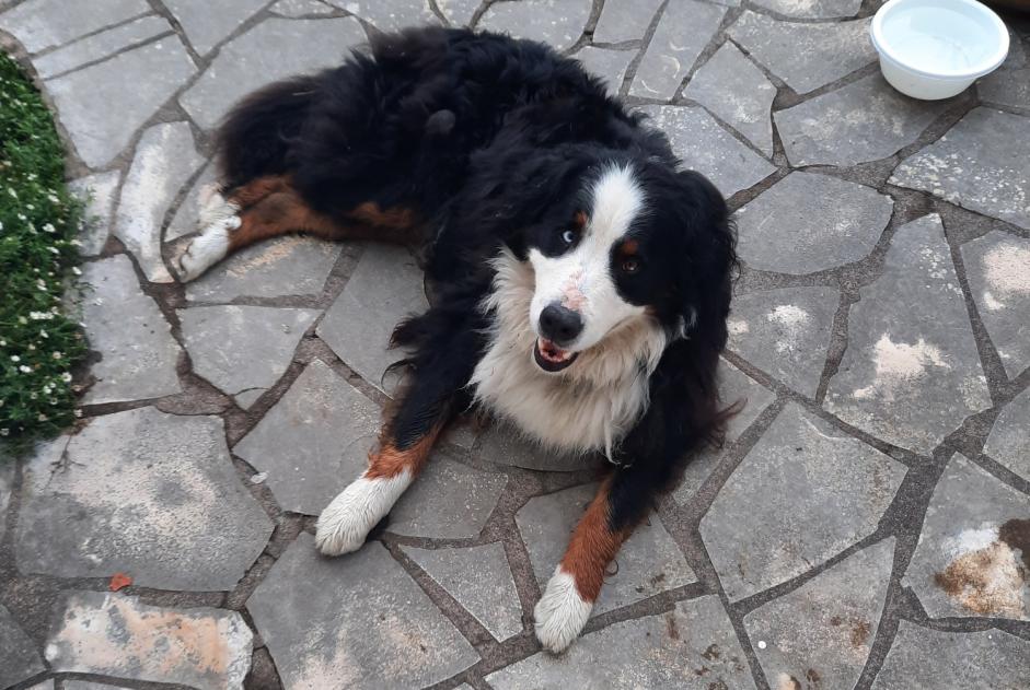 Alerta de Hallazgo Perro  Desconocido Bouchemaine Francia