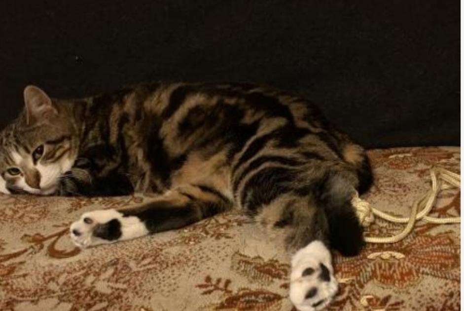 Alerte Disparition Chat Mâle , 3 ans Trélazé France