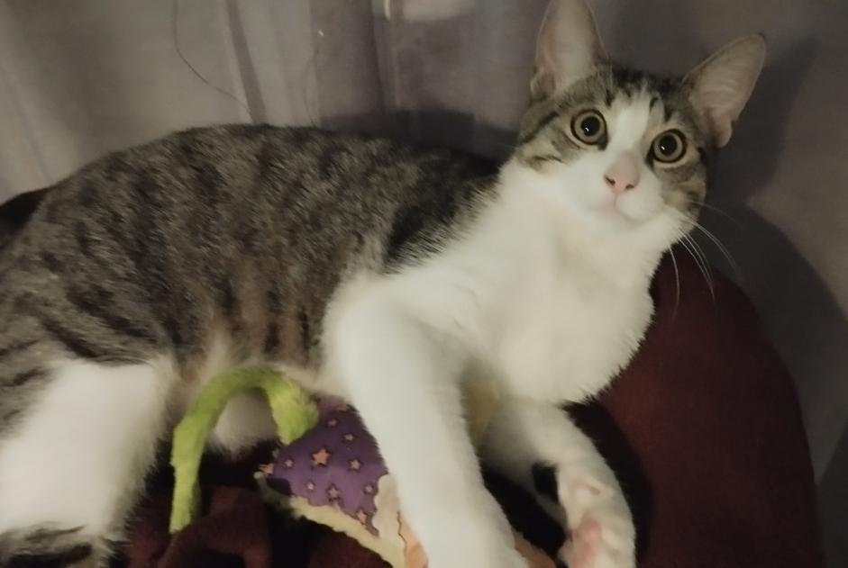 Alerte Disparition Chat Mâle , 0 ans Beaupréau-en-Mauges France Alerte Disparition Chat Mâle , 0 ans Beaupréau-en-Mauges France