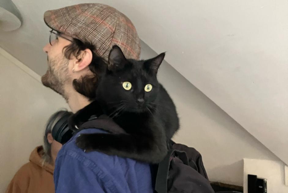 Alerte Découverte Chat Mâle Angers France