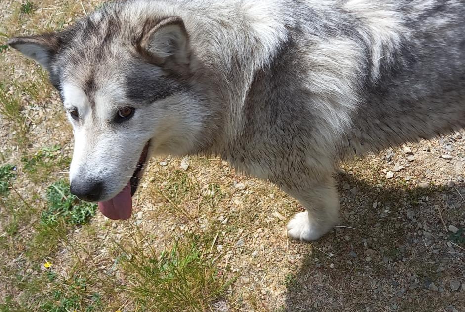 Alerte Découverte Chien  Femelle Baugé en Anjou France