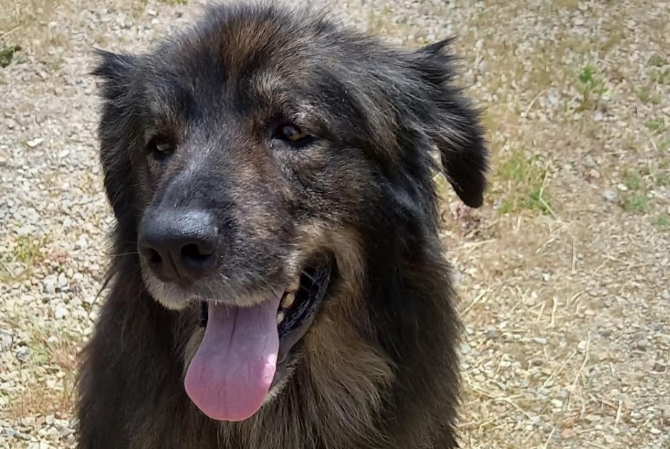 Alerte Découverte Chien Mâle Baugé en Anjou France