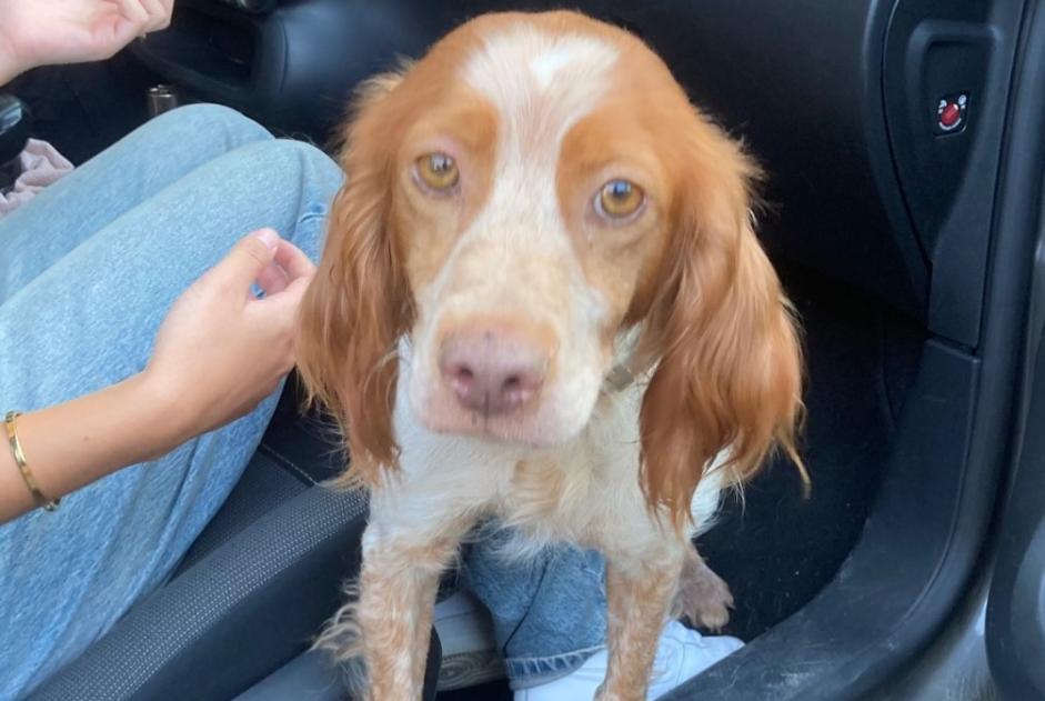 Alerte Découverte Chien  Femelle Feneu France