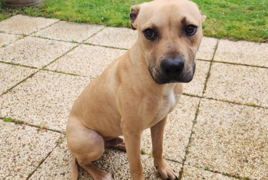 Alerte Découverte Chien croisement Mâle Chalonnes-sur-Loire France