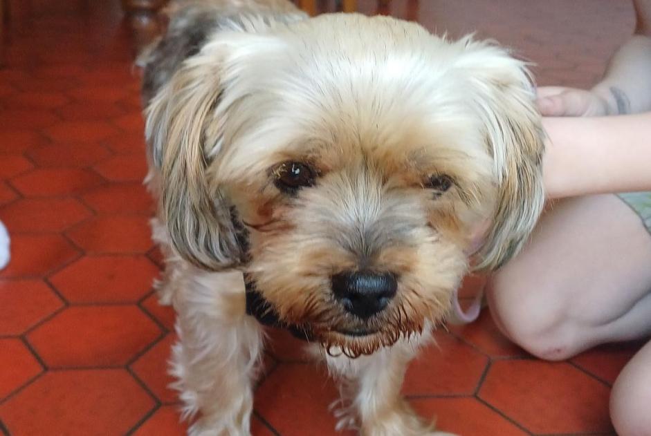 Alerte Découverte Chien  Mâle Cholet France