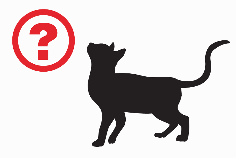 Alerte Découverte Chat Inconnu Angers France