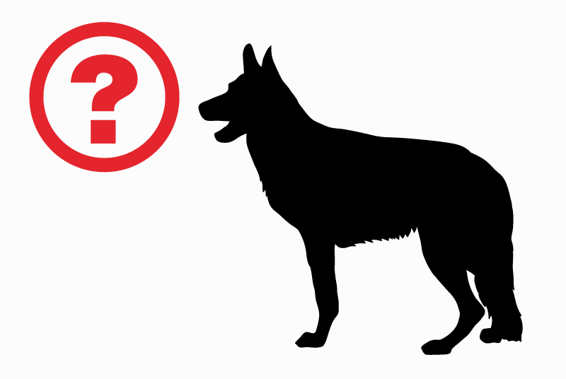 Discovery alert Dog  Male Fontevraud-l'Abbaye France