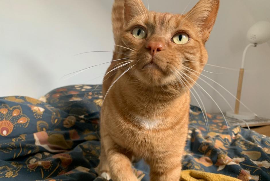 Avviso scomparsa Gatto incrocio di razze Maschio , 7 anni Orée d'Anjou Francia
