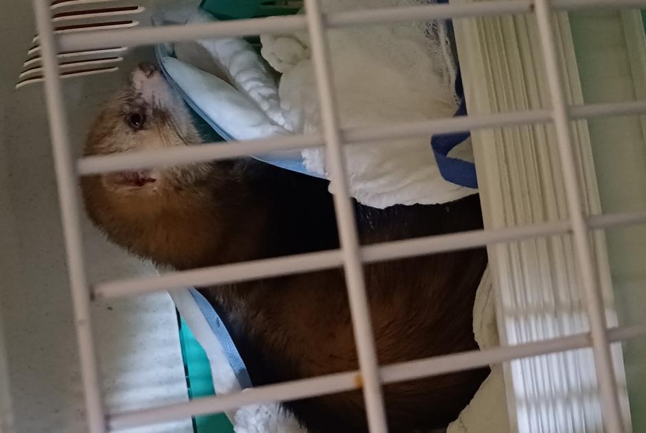 Ontdekkingsalarm Andere Furet Onbekend Angers Frankrijk